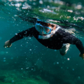 Person snorkeling underwater wearing a blue mask and snorkel, black wetsuit, arms extended in clear green water.